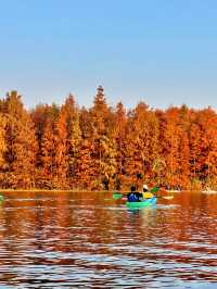 上海版「阿勒泰」｜水杉林美到窒息