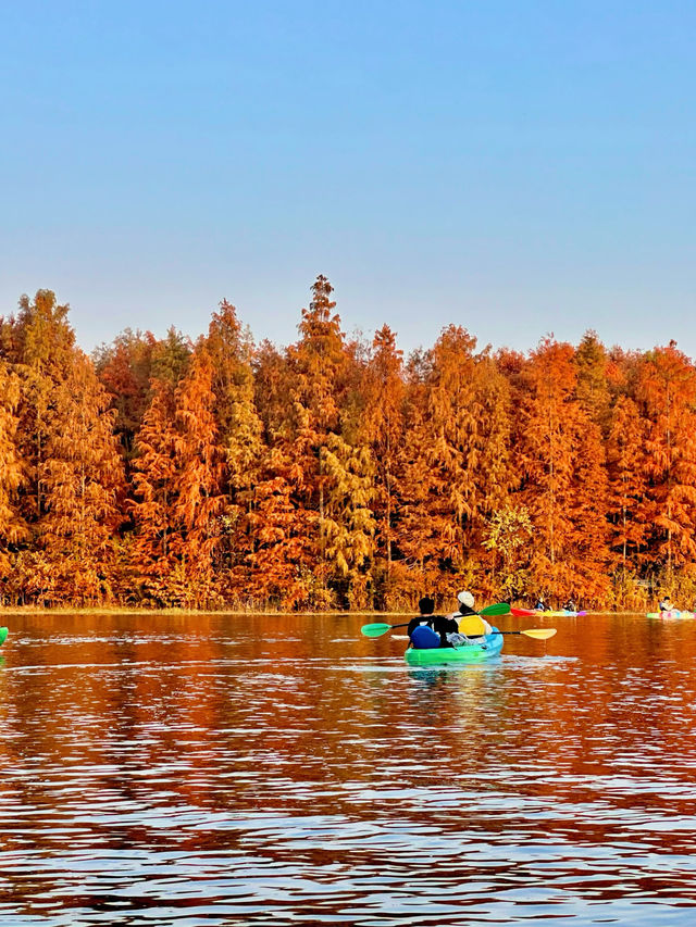 上海版「阿勒泰」｜水杉林美到窒息