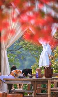 郴州資興|在森林裡遇見了東江湖晨霧