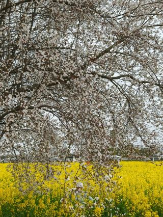 Chengdu Purple Leaf Plum Check-in Spot