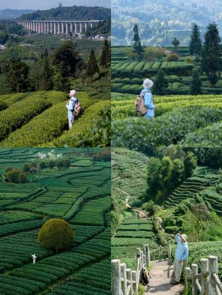 ภูเขาชิงเฉิงนั้นธรรมดามาก! ภูเขาปลูกชาแห่งนี้ในฤดูใบไม้ผลิคือจุดหมายปลายทางการเดินป่าที่ดีที่สุดแห่งหนึ่งในบริเวณเฉิงตู