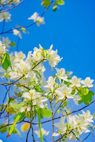 Spring Exploration of Foshan's Two Secret Scenic Spots: Every Step in Wenhua and Yayi is a View