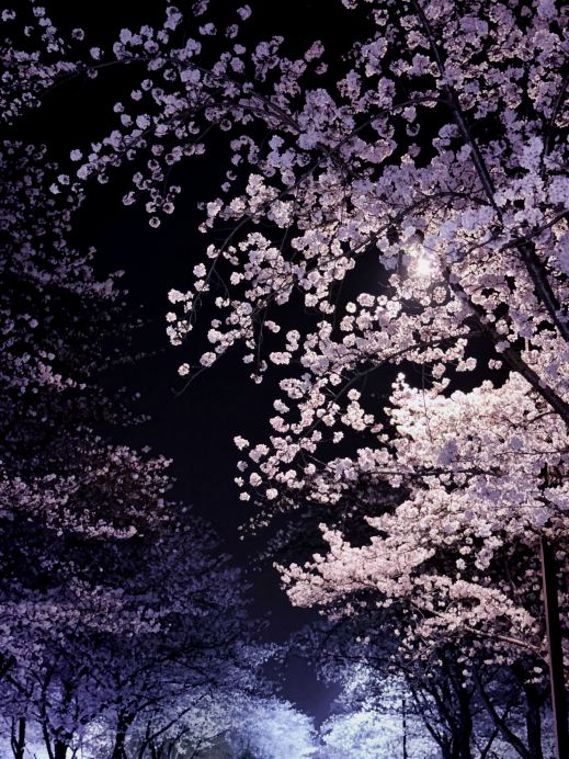 夜桜こそが雰囲気を支配する神！ | Trip.com 鎮江