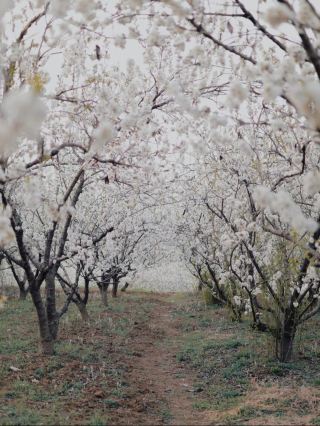 남양 3-4월 봄나들이｜소수만 아는 사진 명소, 여성들이 꼭 가야 할 치유의 봄 여행