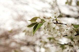 일본 벚꽃 구경 완벽 가이드: 인생에서 적어도 한 번은 꼭 경험해야 할 분홍빛 로맨스.