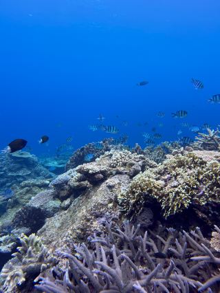 與Aloha Divers在沖繩的難忘兩天潛水冒險