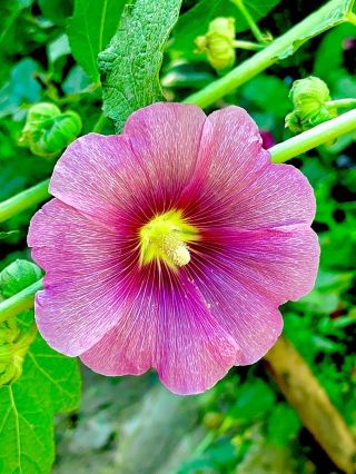 西安の絶景を彩る花々：花とともに巡る古都の魅力 🌸✨