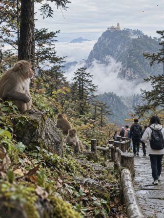 How to explore Mount Emei? An immersive guide from the summit to the foot of the mountain