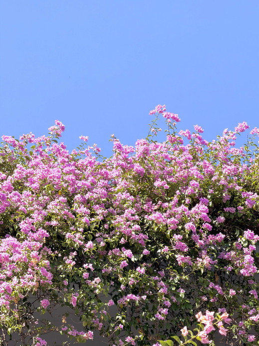 Shenzhen's limited-time autumn flower waterfall, free to shoot