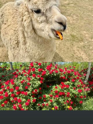 Linyi Wohushan One-Day Trip | Straddle three counties! A hidden gem resort in the suburbs