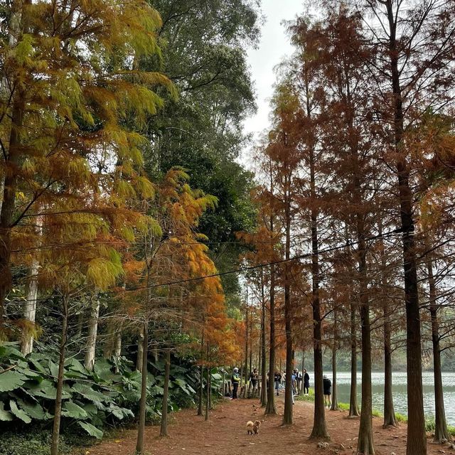 春日郊遊流水響❤️超令紅葉🍁😗情侶💑郊遊必去