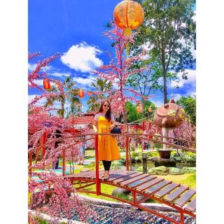 cherry blossom castle tour