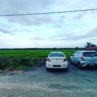 Green Grass of Paddy Field, Natural Beauty 