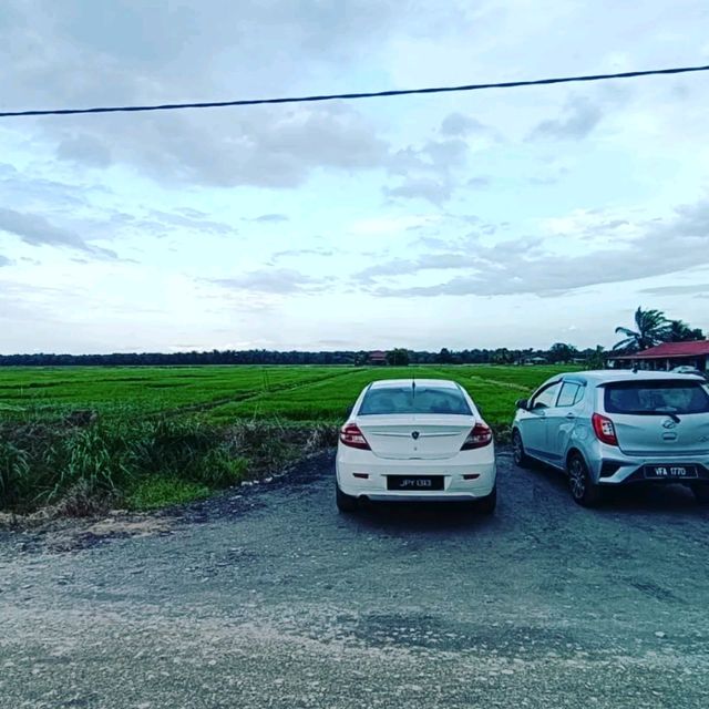 Green Grass of Paddy Field, Natural Beauty 