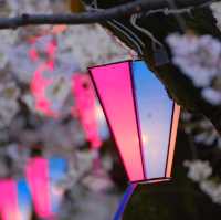 【東京】ついに始まった隅田川の桜祭り