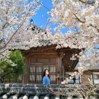 🌸 경주 월정교는 벚꽃이 한창🌸