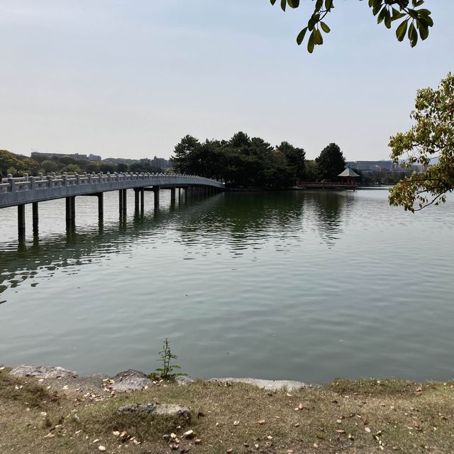 博多　大濠公園　桜が満開