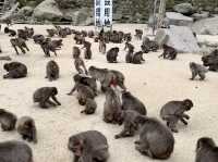 野生のサルを間近で見られる高崎山🐒