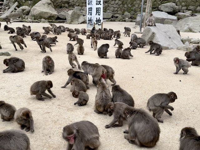 野生のサルを間近で見られる高崎山🐒