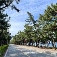 소나무 숲과 어우러진 강릉 송정해수욕장🌲