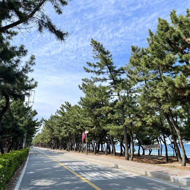 소나무 숲과 어우러진 강릉 송정해수욕장🌲