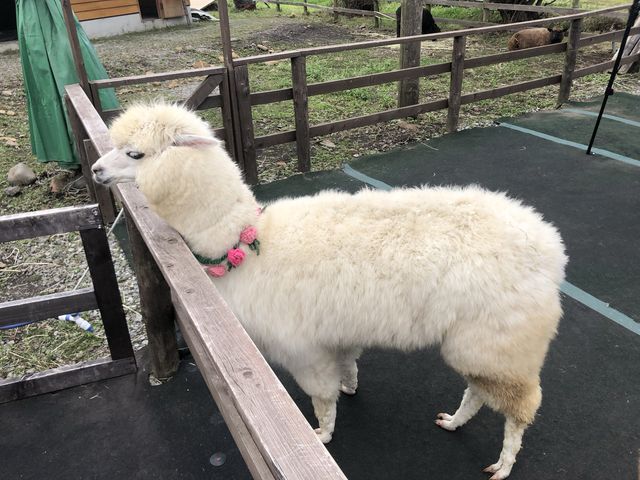アルパカ牧場@八ヶ岳🦙