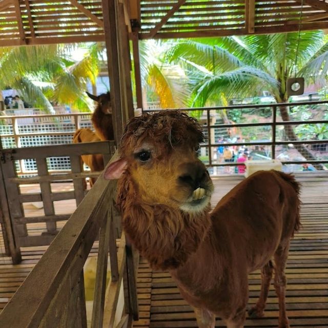 PETTING ZOO IN KLANG VALLEY