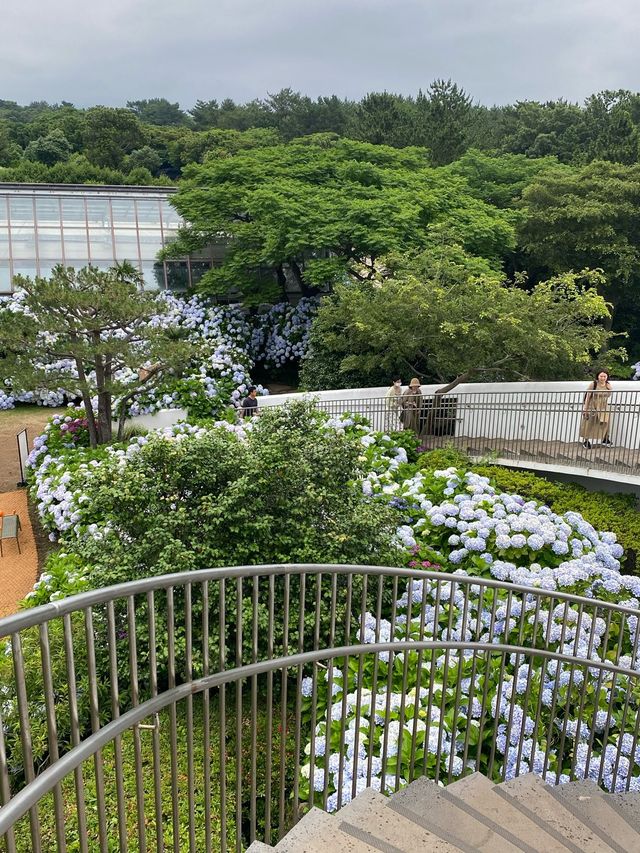 수국이 만개한 카멜리아힐🌸✨