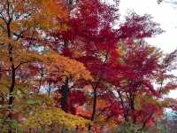 🍁 Seoul Beautiful in Fall 🍁
