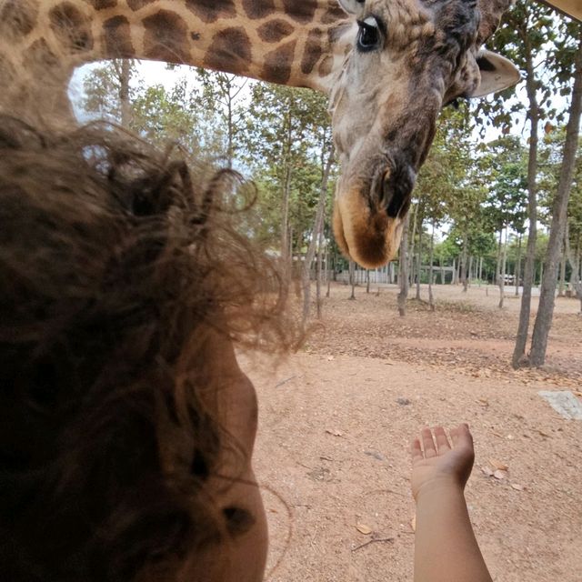 Chiang Mai Night Safari