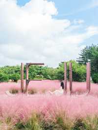 🎀가을 아름다운 분홍빛의 꽃 천국 [제주, 휴애리자연생활공원] 🍁