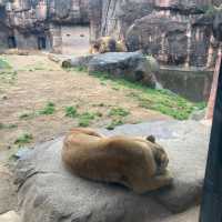 わかりやすい！大阪eco動物海洋専門学校　天王寺動物園