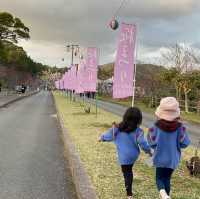 沖繩賞櫻🌸 #八重岳櫻花