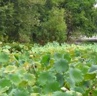 桂林山水甲天下 訾洲園景甲桂林