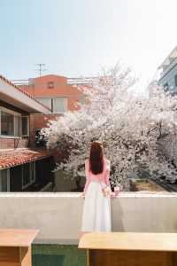 대구 벚꽃으로 유명한 카페 엘아이티