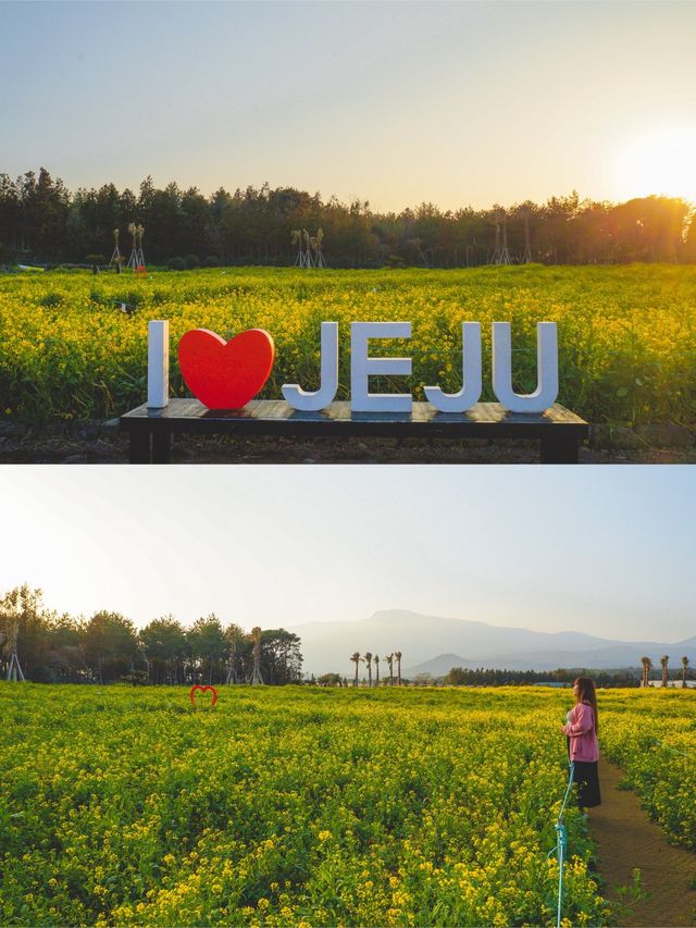 봄 제주 여행, 매화와 유채꽃을 한번에🌼