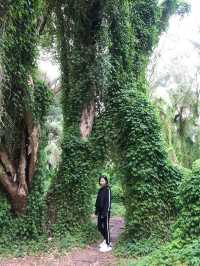 Perth 珀斯秘密花園(Secret Garden) | 世外桃源的景色