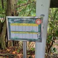 Sungei Buloh Wetlands Hike