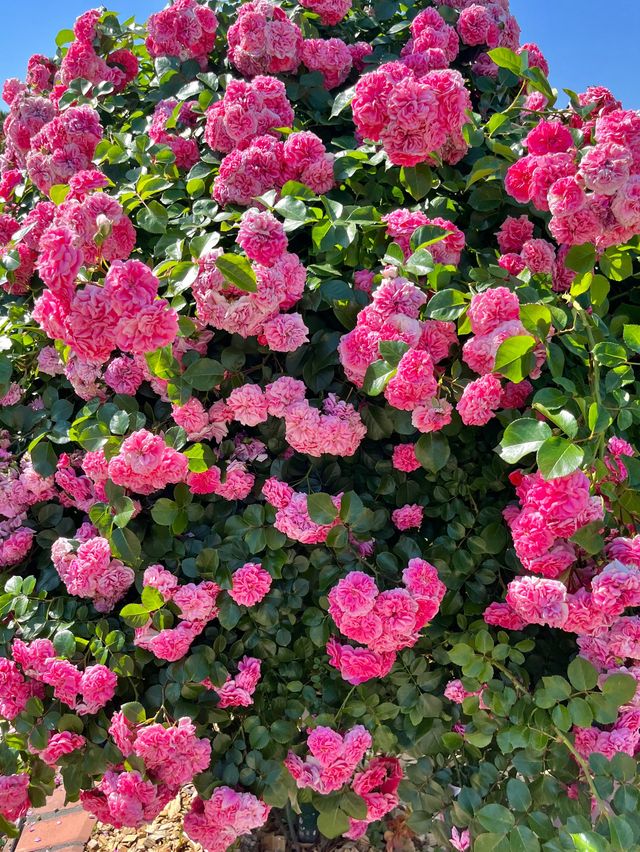 서울 올림픽공원 장미축제🌹