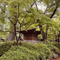招財貓の寺——豪德寺🐈‍⬛😸