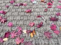 🍁 Seoul Beautiful in Fall 🍁