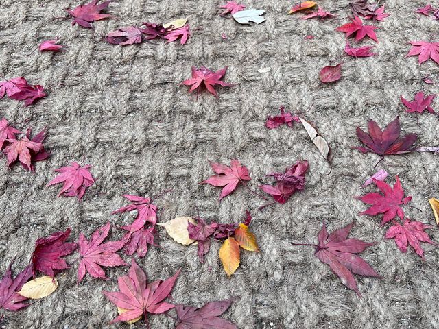 🍁 Seoul Beautiful in Fall 🍁
