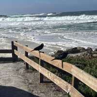  Pebble Beach ชายหาดสวยในอเมริกา