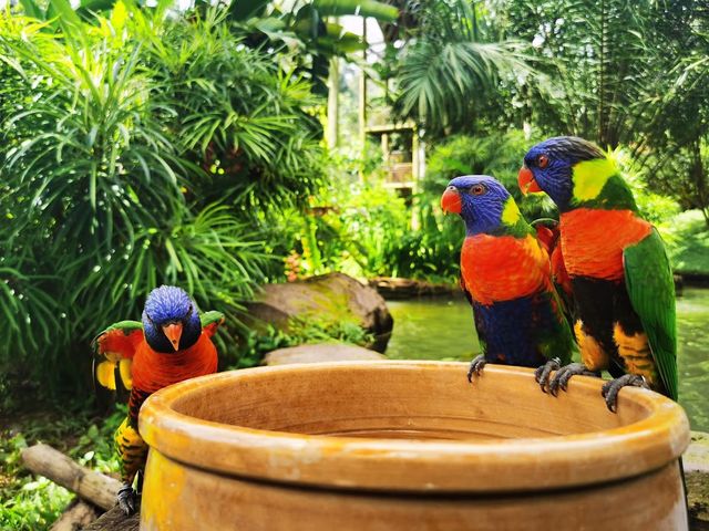 Malacca Bird Park ✨