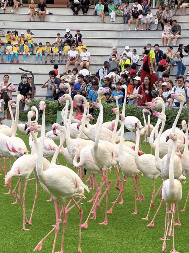 Asia’s Largest Birdpark 🐧