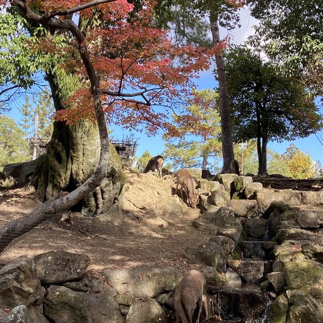 🍁超美涼亭與滿滿的もみじ楓葉|奈良公園 🍁超美涼亭與滿滿的もみじ楓葉|奈良公園