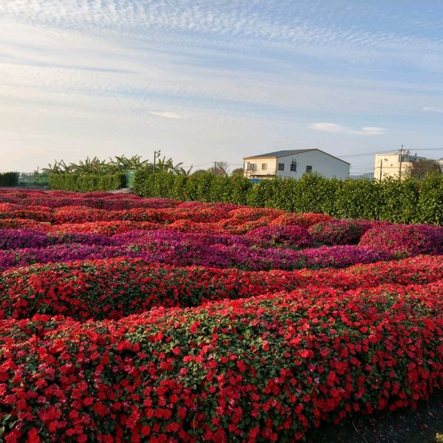 台中后里 | 中社花市，美麗的中部小花海