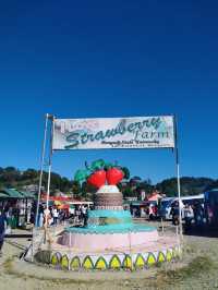 La Trinidad Strawberry Farm