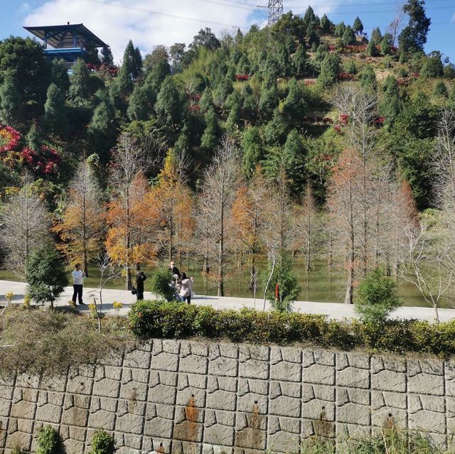 美如仙境的苗栗三灣水上落羽松