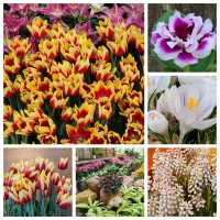 新春的香港公園x太古廣場🐇🎊🌺